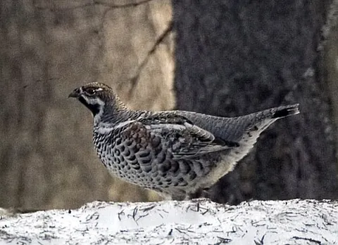 hazel grouse: a bird in the grouse family, Tetrastes bonasia, native to most of temperate-cool Eurasia