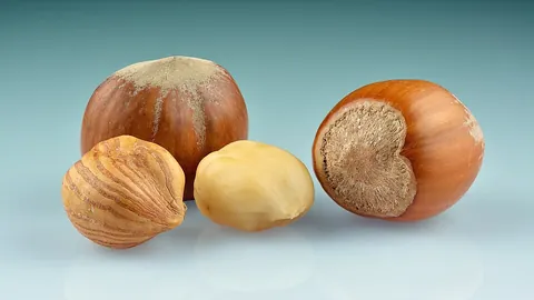 hazelnut: the fruit of the hazel, especially of species Corylus avellana, which is grown commercially