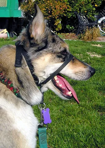 head collar: a collar that fits around the neck and head