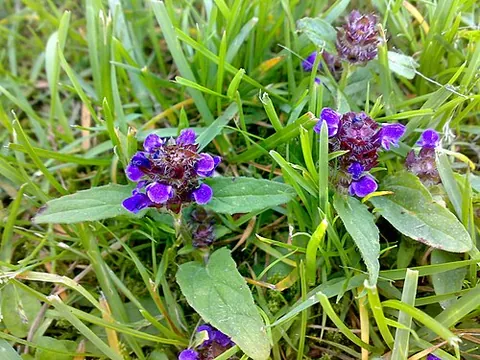 heal-all: a small, herbaceous European plant with blue-violet flowers; Prunella vulgaris