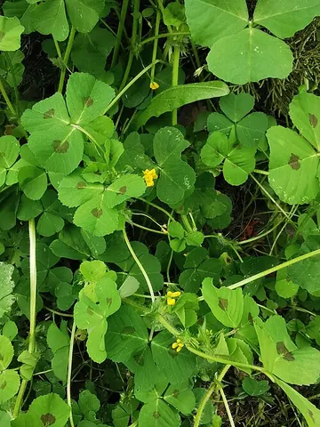 heart clover: a flowering plant (Medicago arabica) in the pea and bean family Fabaceae native to the...