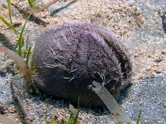 heart urchin: any echinoderm of the class Spatangoida