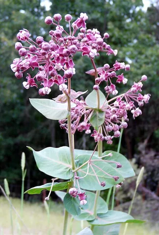 heartleaf milkweed: asclepias cordifolia, native to the mountains of the west coast states of the United States