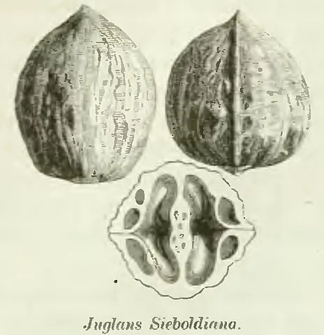 heartnut: the edible seed of a Japanese species of walnut, Juglans ailantifolia
