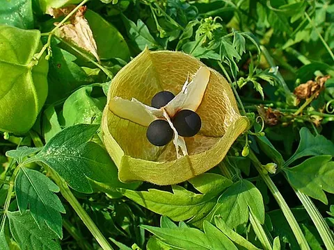 heartseed: any plant of the genus Cardiospermum, climbing plants with round seeds marked with a spot like a...