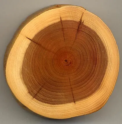 heartwood: the wood nearer the heart of a stem or branch, different in color from the sapwood