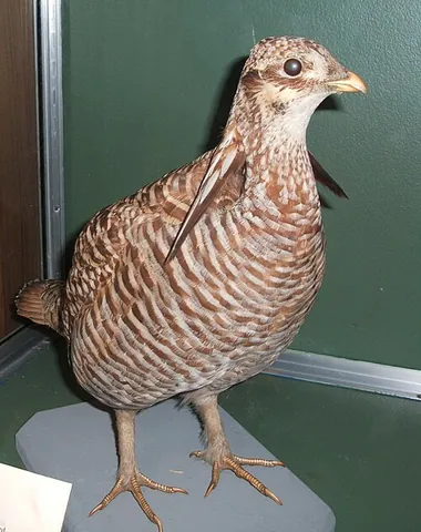 heath hen: a female black grouse (Lyrurus tetrix)