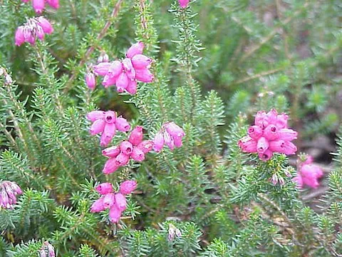 heather-bell: a plant of species Erica cinerea native to western and central Europe,; bell heather