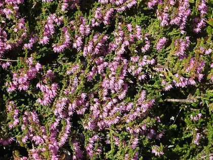 heather: an evergreen plant, Calluna vulgaris, with spiky leaves and small purple, pink, or white flowers