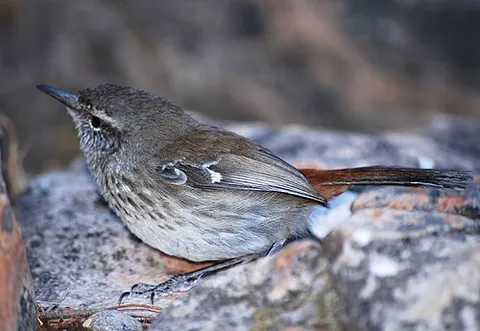 heathwren: any of the birds in genus Hylacola (sometimes included in Calamanthus), native to Australia