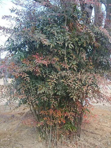 heavenly bamboo: an Asian ornamental shrub in the family Berberidaceae, with foliage and unbranched stems that...