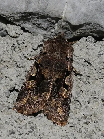 hebrew character: orthosia gothica, a noctuid moth having distinctive black wing markings that resemble the Hebrew...