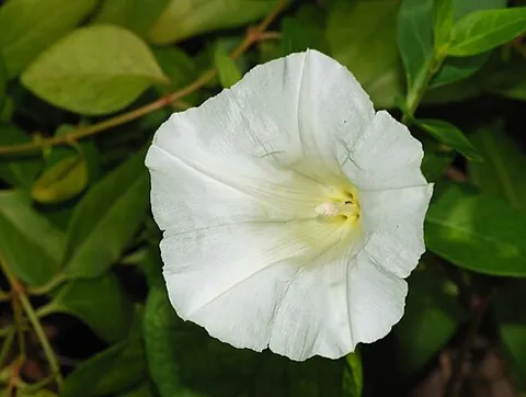 hedge bindweed: calystegia sepium