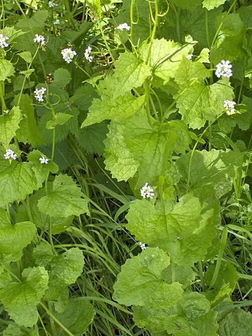hedge garlic: the plant garlic mustard (Alliaria petiolata)