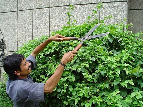 hedge trimmer: a gardening tool or machine used for trimming hedges