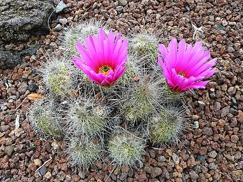 hedgehog cactus: any of various cacti of the genera Pediocactus, Echinocereus, or Echinopsis