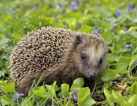 hedgehog: a small mammal of the subfamily Erinaceinae, characterized by their spiny back and often by the...