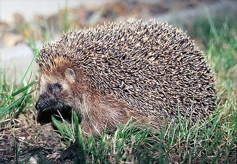 hedgepig: a hedgehog