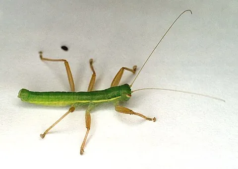 heelwalker: any of the order Mantophasmatodea of carnivorous, wingless insects that superficially resemble a...