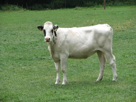 heifer: a young female cow, (particularly) one over one year old but which has not calved