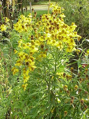 helenium: any of various flowering plants, of the genus Helenium, the dried leaves of which were once used to...