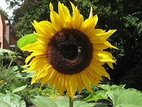 helianthus: any plant, of the genus Helianthus, having large flower heads with dark disk florets and showy...