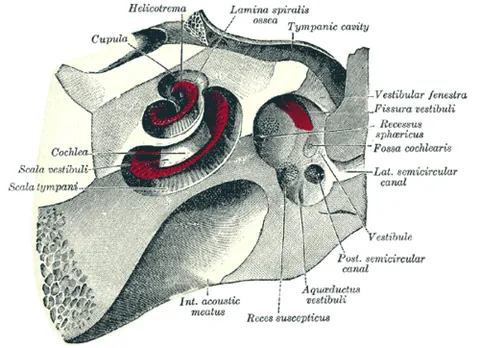 helicotrema: the part of the cochlear labyrinth where the scala tympani and the scala vestibuli meet