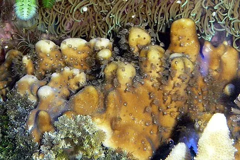 heliopore: a coral of the genus Heliopora, the sun coral or blue coral