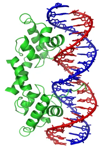 helix-turn-helix: a structural motif where two alpha helices are joined by a short amino acid loop, frequently acting...