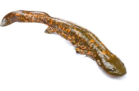 hellbender: a giant salamander (Cryptobranchus alleganiensis) of North America that inhabits large, swiftly...