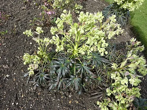 hellebore: any of the common garden flowering plants of the genus Helleborus, in family Ranunculaceae, having...