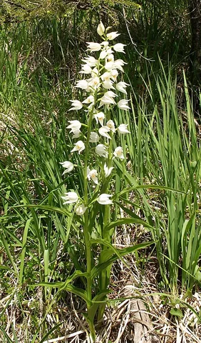 helleborine: any of a number of species of orchid of the genera Epipactis and Cephalanthera