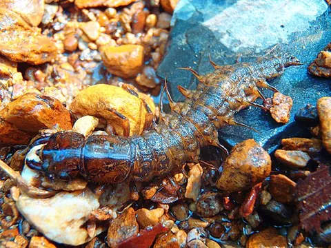 hellgrammite: the aquatic larval form of the dobsonfly, having a segmented body with legs on each segment, and a...