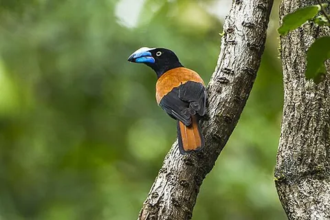 helmet vanga: a vanga of species Euryceros prevostii, mainly blue-black, with rufous wings and a huge arched blue...
