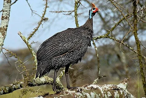 helmeted guineafowl: a game bird in the guinea fowl family, Numida meleagris
