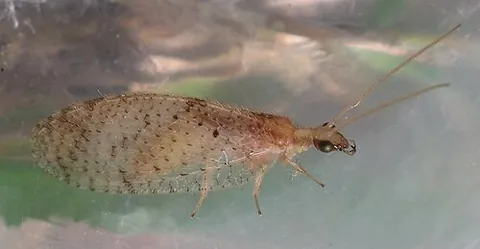 hemerobiid: any insect of the brown lacewing family (Hemerobiidae)