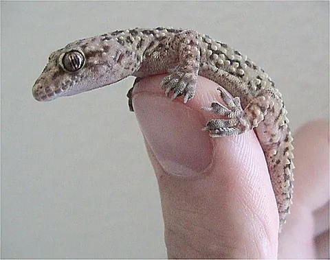 hemidactyl: any of the Old World geckos of the genus Hemidactylus; house gecko
