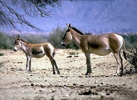 hemione: equus hemionus, the onager or kiang, a kind of wild ass of Tibet