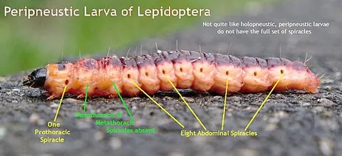 hemipneustic: in tracheal systems, having at least one functional pair of spiracles fewer than than the ten open...