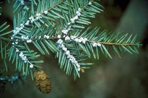 hemlock woolly adelgid: an insect of the species Adelges tsugae