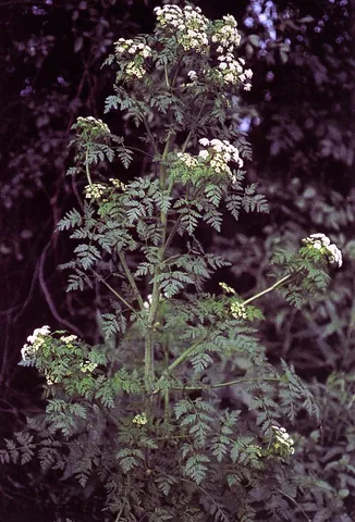 hemlock: conium, either Conium maculatum or Conium chaerophylloides