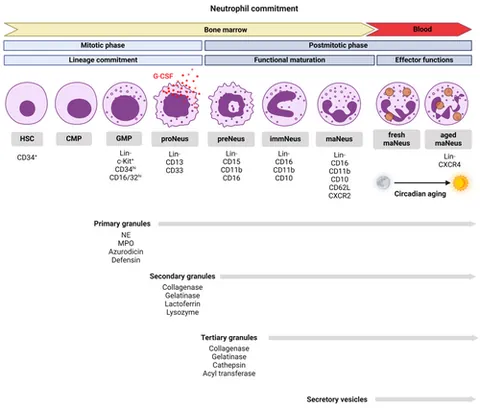 hemocytoblast: a hematopoietic stem cell