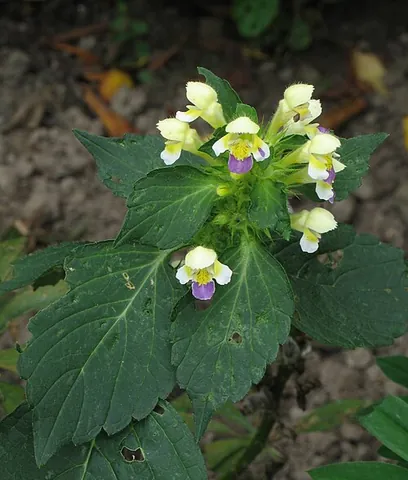 hemp-nettle: any weed of the genus Galeopsis in the Lamiaceae family