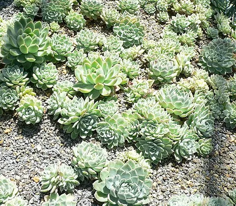 hen and chicks: especially, Sempervivum (houseleeks, syn. Jovibarba) spp