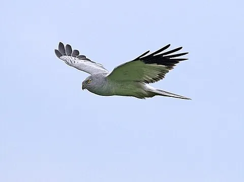 hen harrier: a bird of prey, Circus cyaneus, which breeds in the northern parts of Eurasia