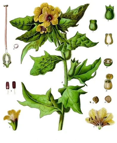 henbane: any member of the species Hyoscyamus niger of poisonous plants, used sometimes as a drug that...