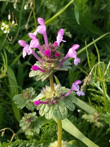 henbit: an annual herb, of species Lamium amplexicaule, with pink or purple flowers and deeply crenate...