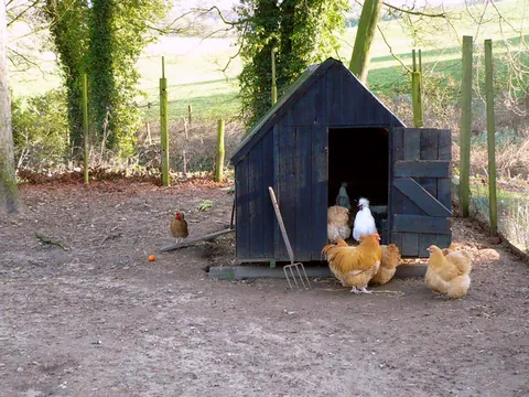henhouse: synonym of hencoop