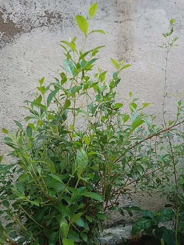 henna tree: a shrub of fragrant reddish flowers Lawsonia inermis