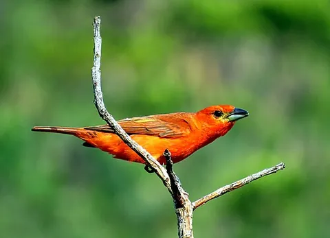 hepatic tanager: a bird native to the Americas, Piranga flava